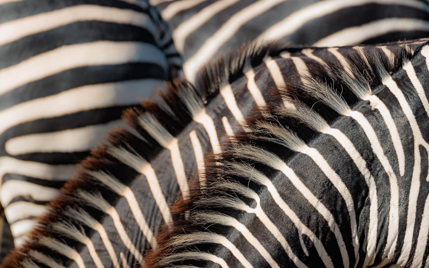 Images of wildlife from photo safari with edward selfe in south luangwa.