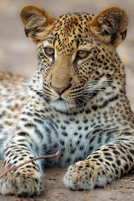 Images of wildlife from photo safari with edward selfe in the south luangwa np.