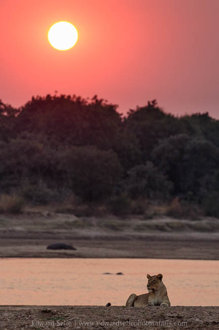 Wildlife image from photo safari with edward selfe in south luangwa national park.