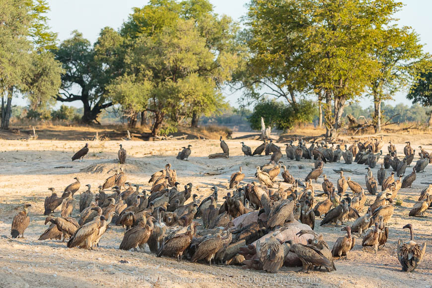Wildlife image from photo safari with edward selfe in south luangwa national park.