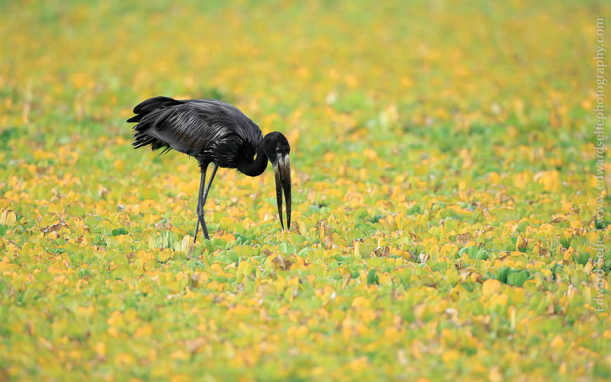 An open-billed stork searches for snails in a drying lagoon on safari in South Luangwa National Park.