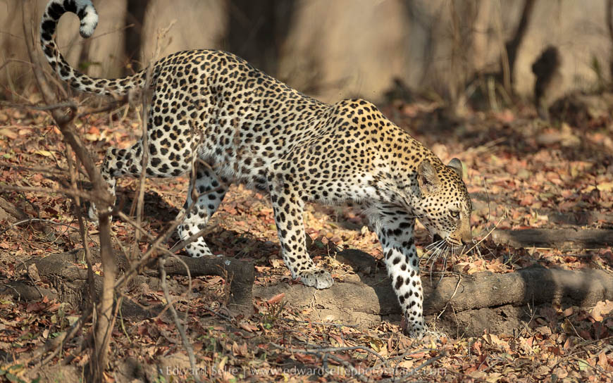 Wildlife image on photo safari with edward selfe in south luangwa national park.
