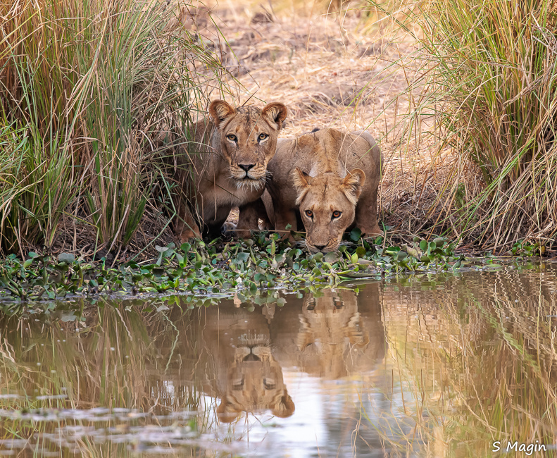 Wildlife image by Sharon Magin from photo safari in Zambia with Edward Selfe.