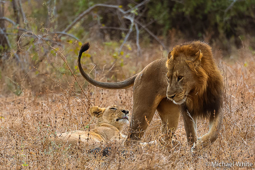 Mike white’s image of wildlife from photo safari with edward selfe in zambia.