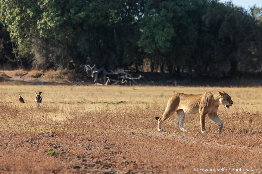 Image from exclusive luangwa photo safari by edward selfe