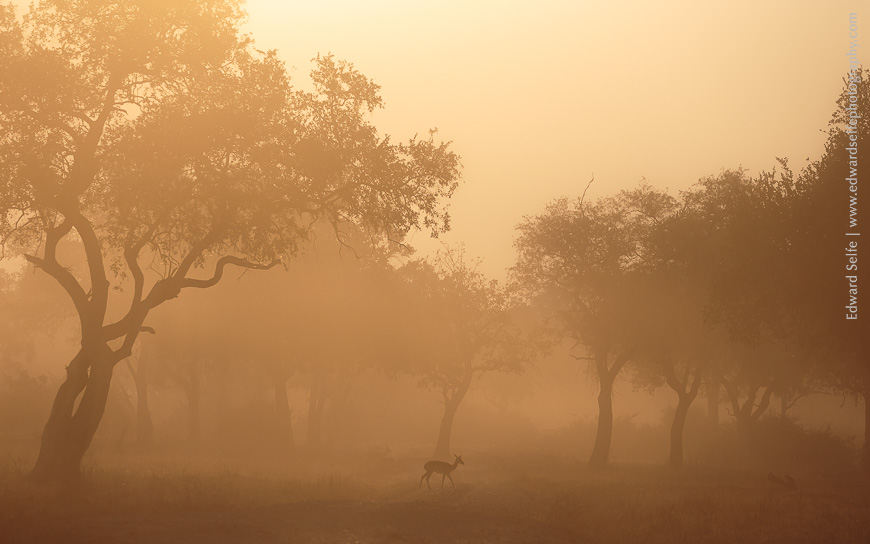 A lone impala crossing a back-lit dusty scene in South Luangwa National Park