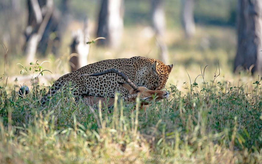 Wildlife image from photo safari with edward selfe.