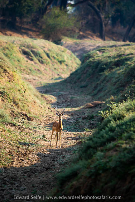 Wildlife image from photo safari with edward selfe.