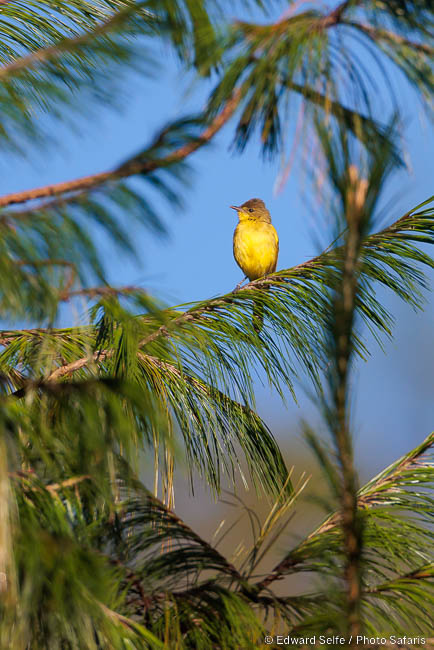 Wildlife image by edward selfe from road trip in zimbabwe & mozambique.