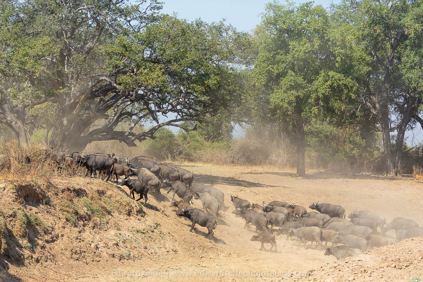 Wildlife image from photo safari with edward selfe in south luangwa national park.