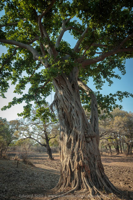 Wildlife image from photo safari with edward selfe in south luangwa national park.