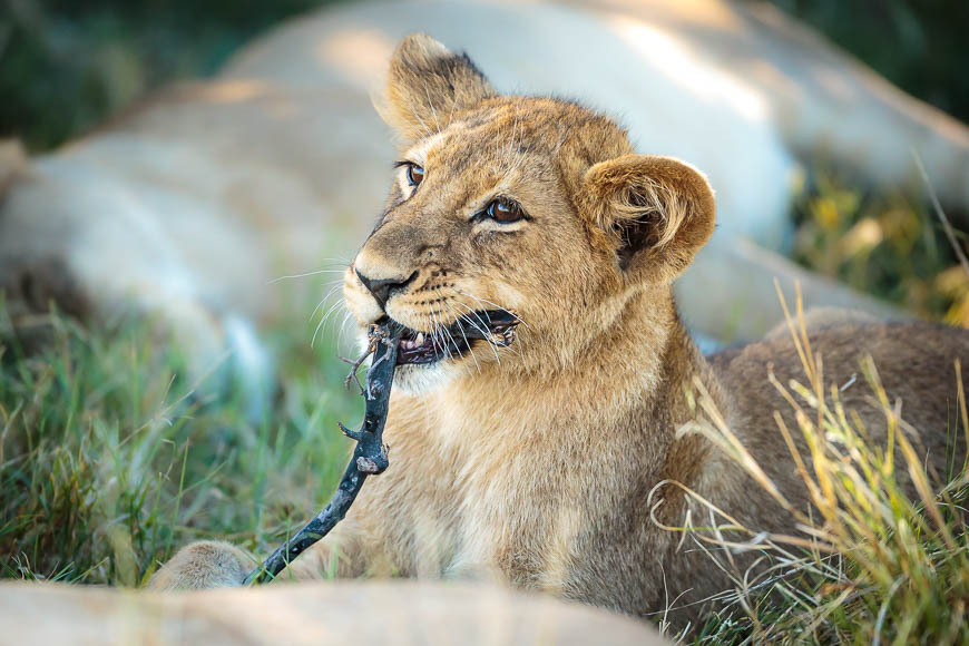 Images of wildlife from photo safari with edward selfe