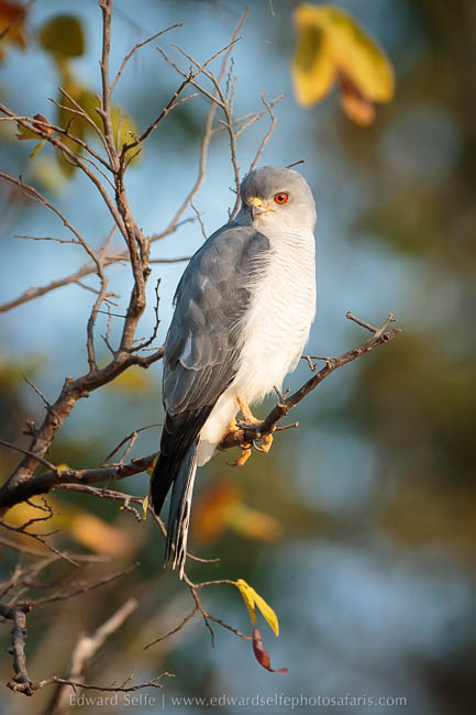 Wildlife image from photo safari with edward selfe.