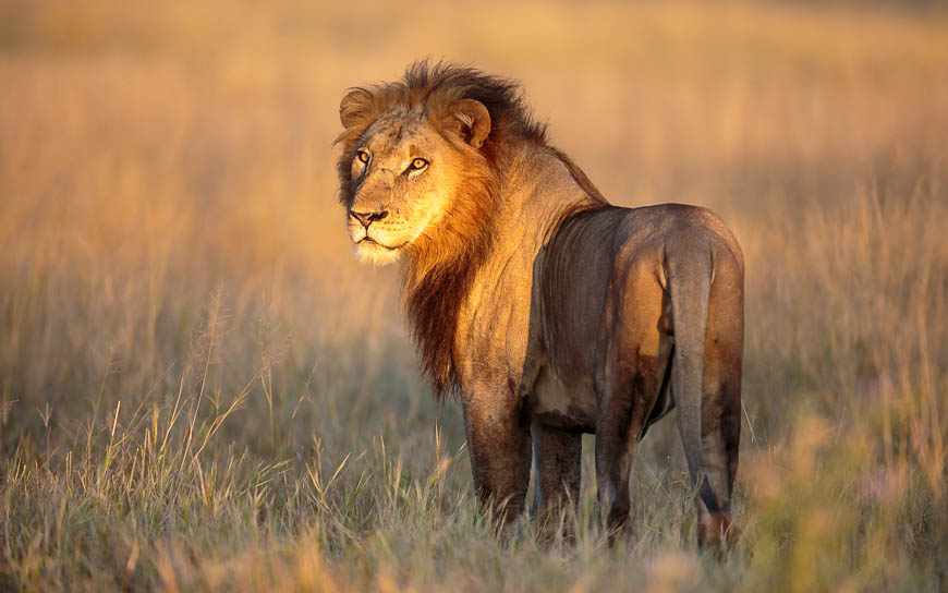 Images of wildlife from photo safari with edward selfe