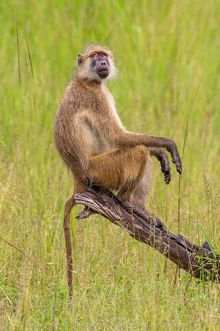 Wildlife image from photo safari with edward selfe in south luangwa national park.