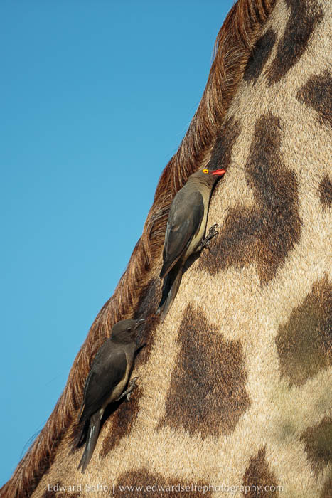Giraffe and oxpeckers on photo safari in South Luangwa National Park.