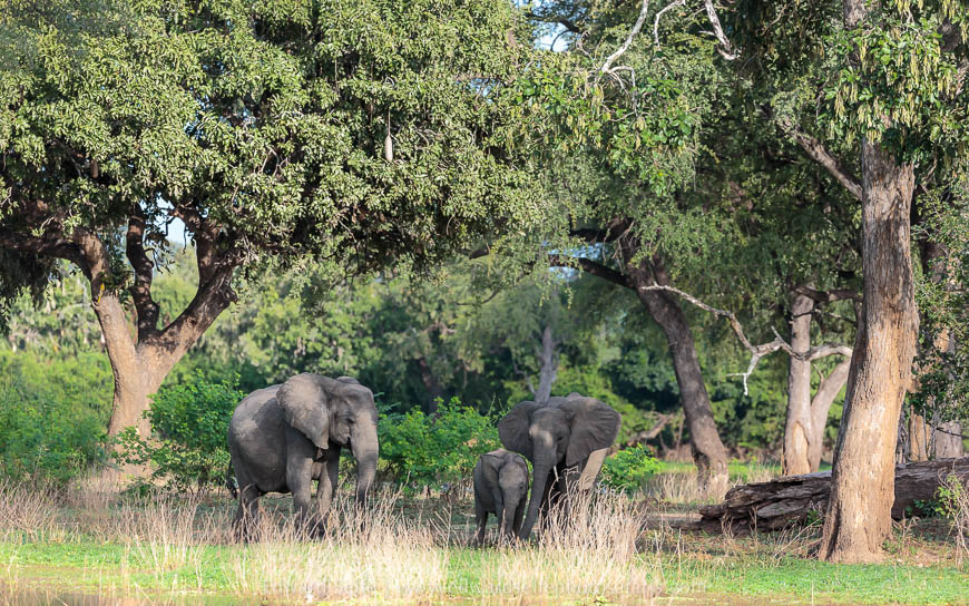 Wildlife image from photo safari with edward selfe.