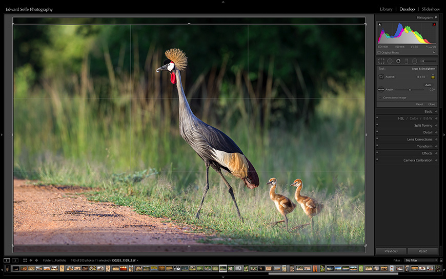 Applying a 16:10 crop to an image of a crowned crane and her chicks.