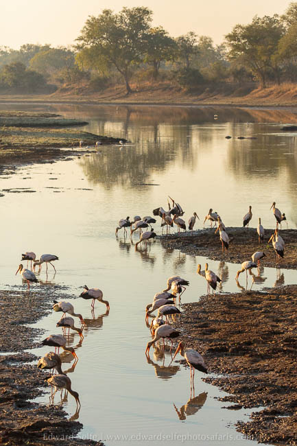 Wildlife image from photo safari with edward selfe in south luangwa national park.