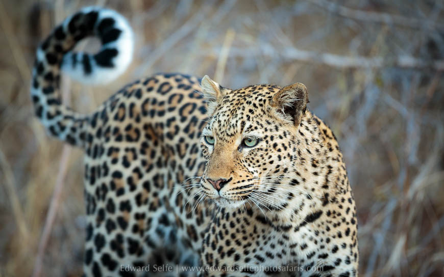 Wildlife image from photo safari with edward selfe in south luangwa national park.