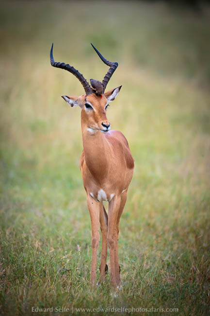 Wildlife image from photo safari in south luangwa with edward selfe.