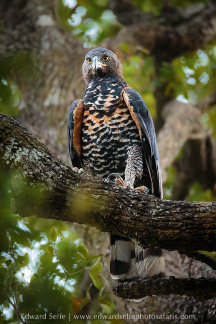 Wildlife image from photo safari with edward selfe.