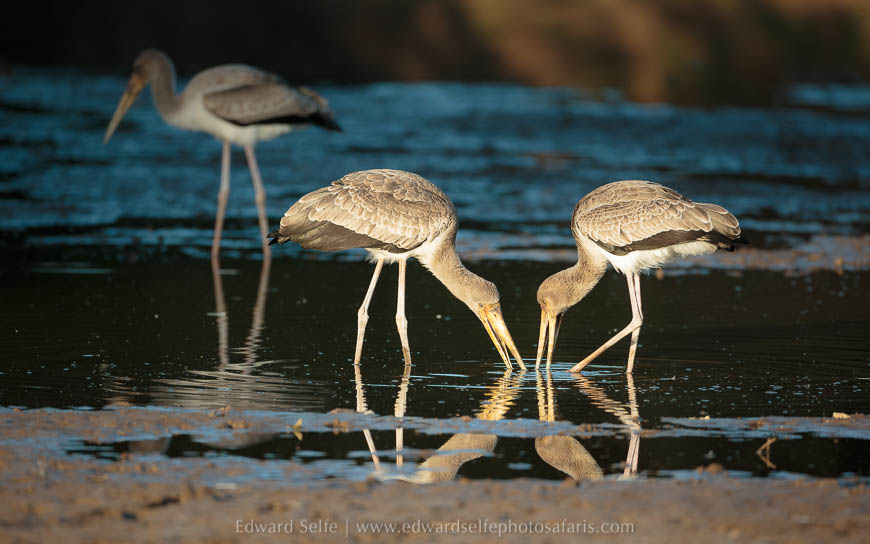 Wildlife image from photo safari with edward selfe in south luangwa national park.