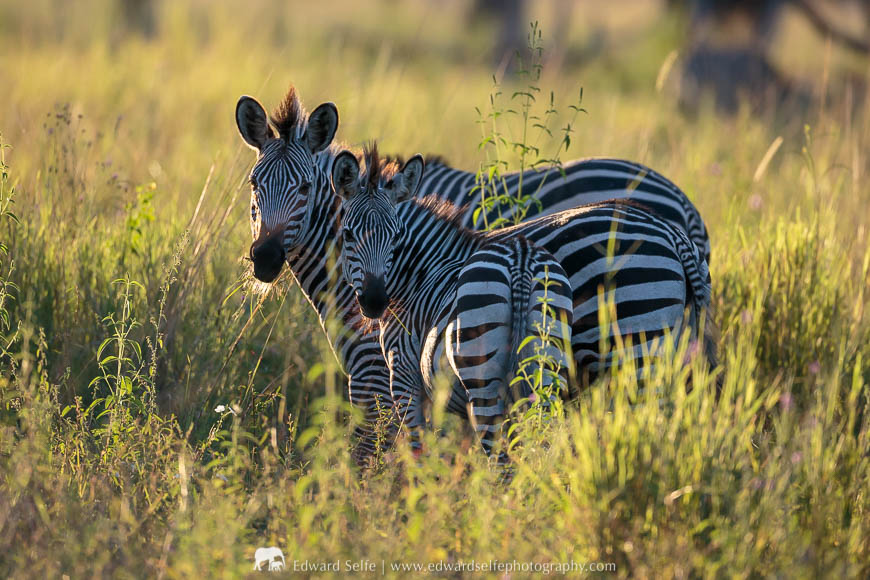 Zebras feeding in the grassland in South Luangwa National Park