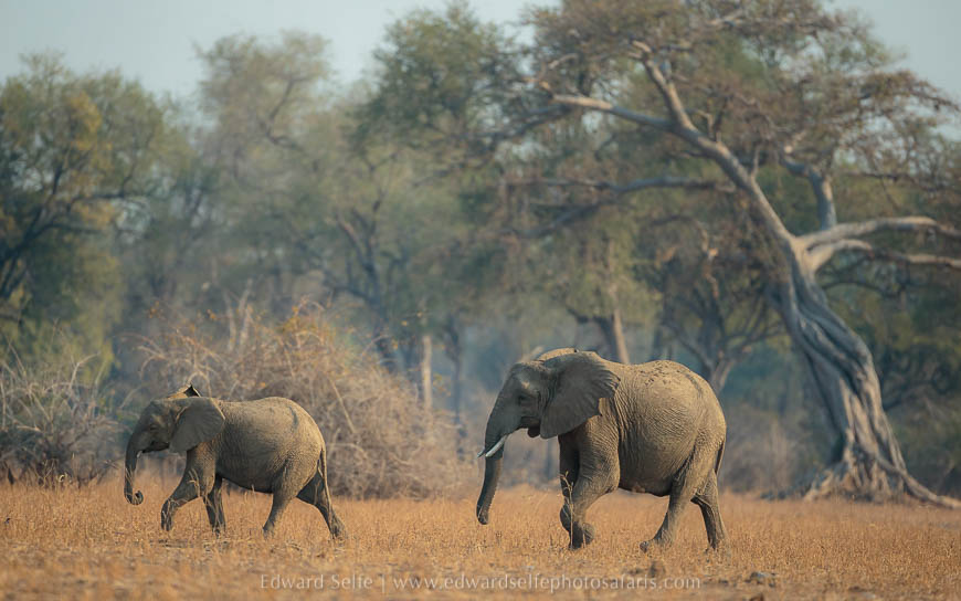 Wildlife image from photo safari with edward selfe in south luangwa national park.