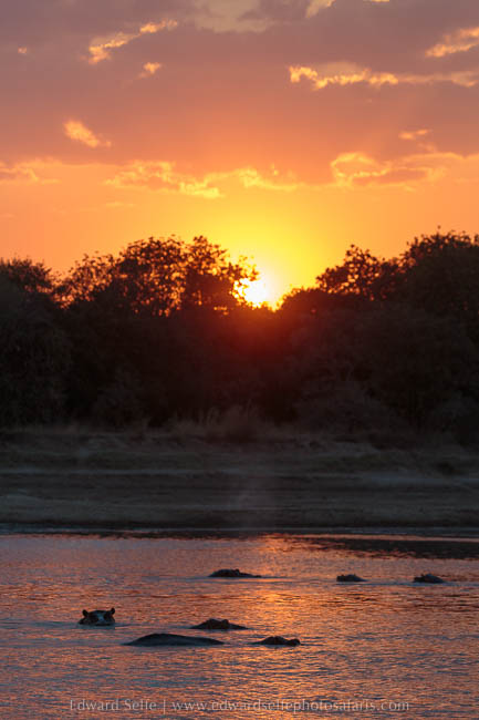 Wildlife image from photo safari with edward selfe in south luangwa national park.