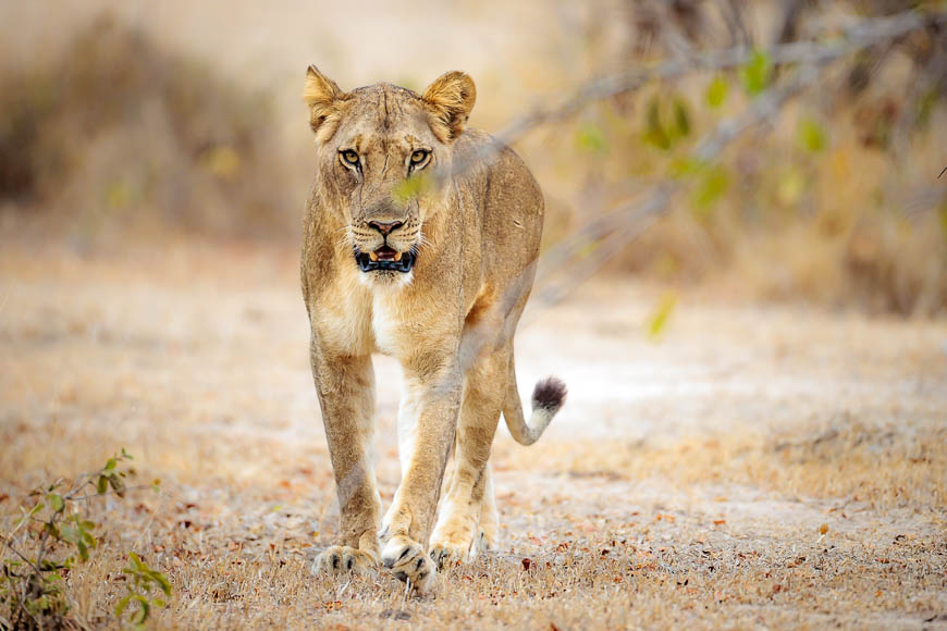 Images of wildlife from photo safari with edward selfe in south luangwa.