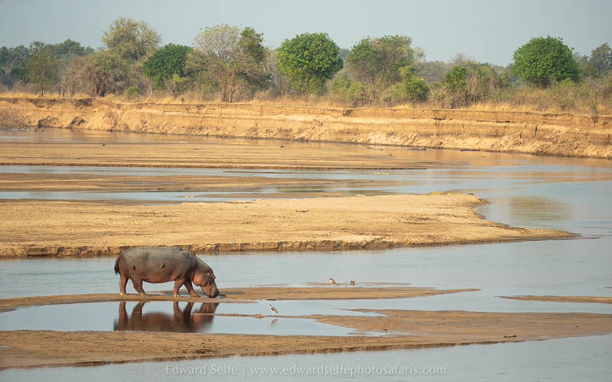 Wildlife image from photo safari with edward selfe in south luangwa national park.