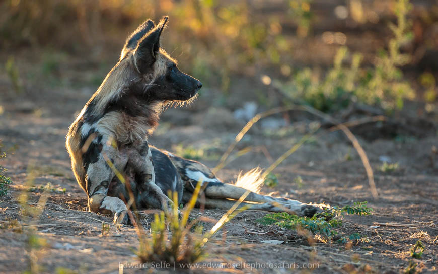 Wildlife image from photo safari with edward selfe in south luangwa national park.