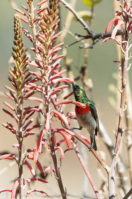 Wildlife image from a photo safari with edward selfe.