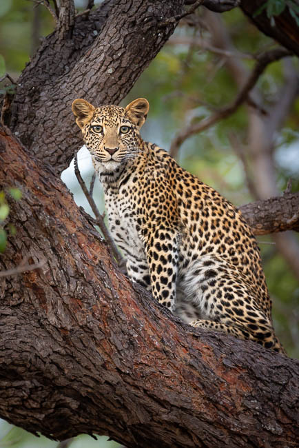 Images of wildlife from photo safari with edward selfe in south luangwa.