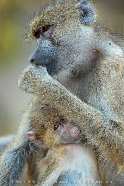 Wildlife image from photo safari with edward selfe.