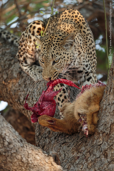 A leopard feeds on a puku carcass in a tree in South Luangwa.