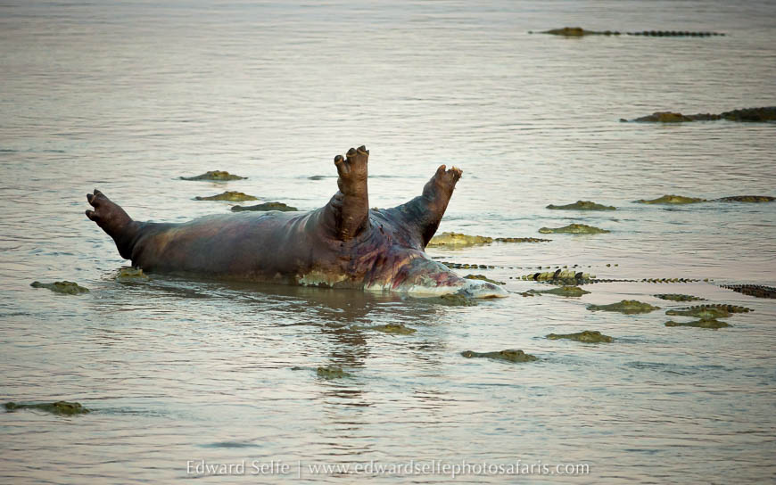 Wildlife image from photo safari with edward selfe.