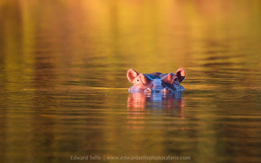 Wildlife image from photo safari with edward selfe.