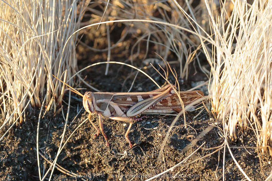 Wildlife image from a photo safari with edward selfe.