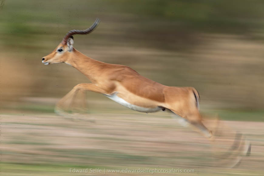 Wildlife image from photo safari with edward selfe in south luangwa national park.