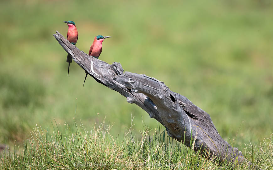 Wildlife image from photo safari with edward selfe in south luangwa national park.