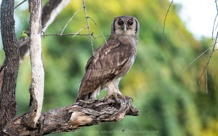 Wildlife image from photo safari with edward selfe.