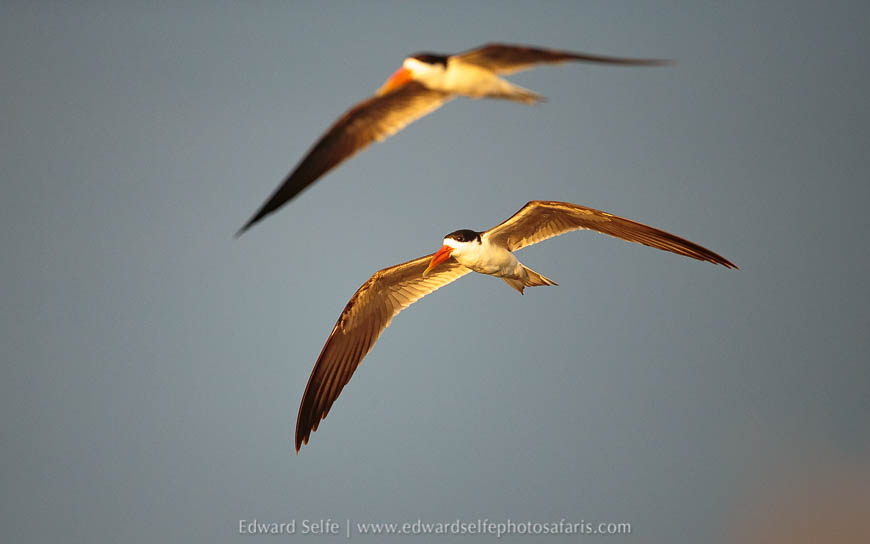 Wildlife image from a photo safari with edward selfe.