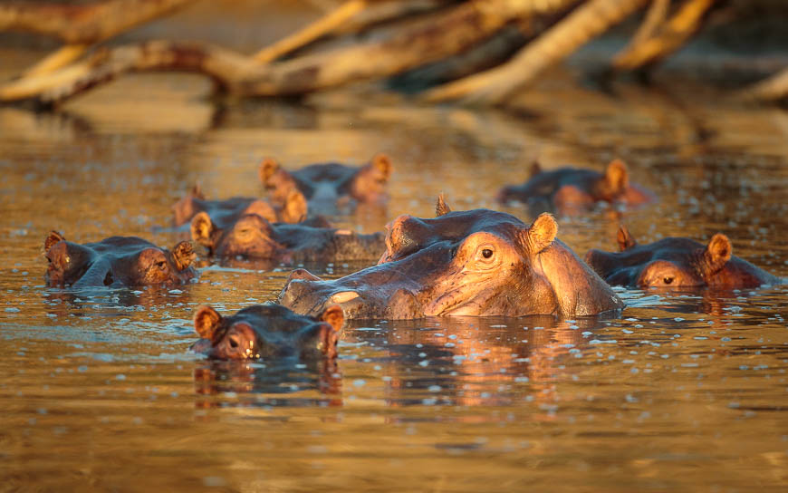 Wildlife image from photo safari with edward selfe in south luangwa national park.