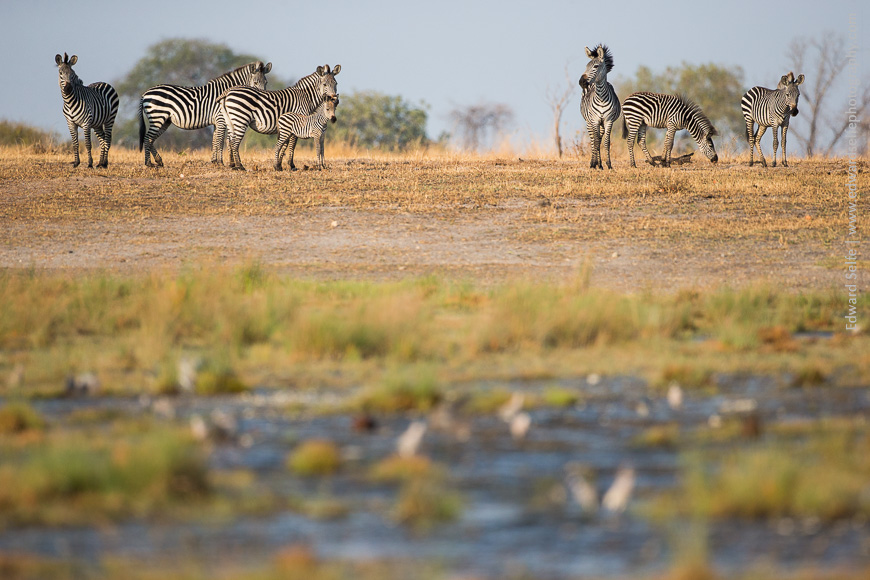 Nervous to approach the water in case of nearby predators, this group of Zebra kept their distance from the water.