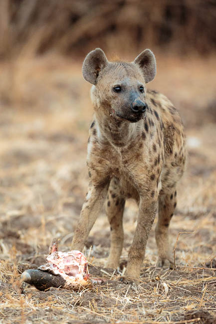 Wildlife image from photo safari with edward selfe in south luangwa national park.