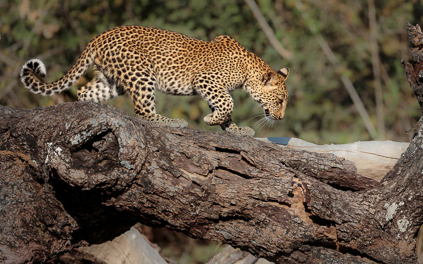 Images of wildlife from photo safari with edward selfe in the south luangwa np.