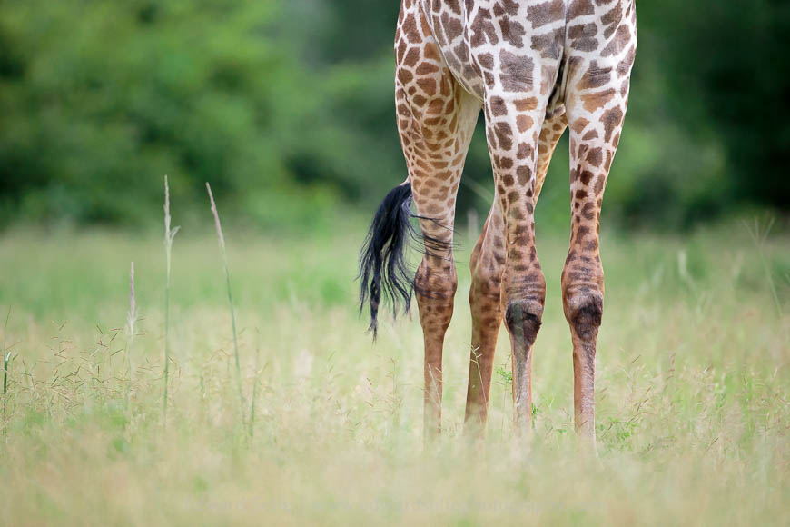 The legs of a Thornicrofts giraffe in the South Luangwa National Park