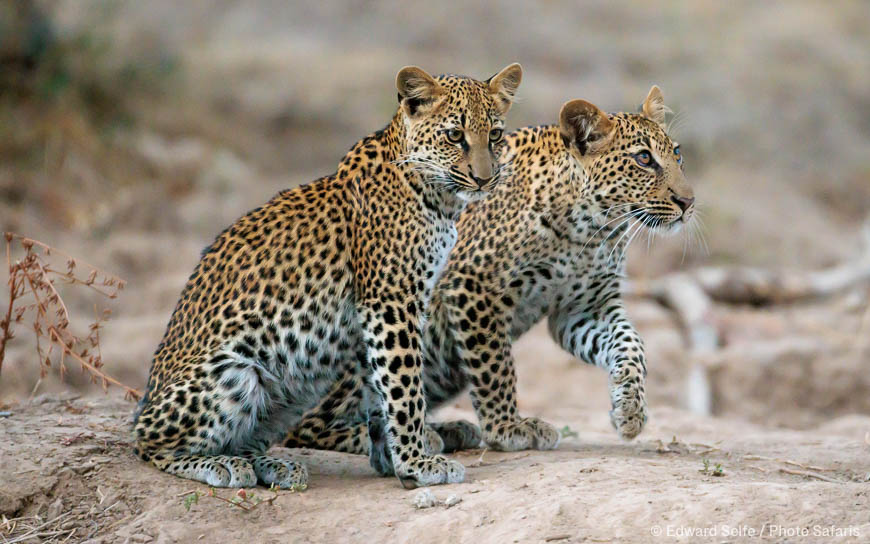 Wildlife image from Lower Zambezi NP by Edward Selfe
